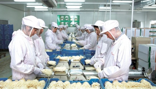 高效的現(xiàn)代化食用菌工廠化生產(chǎn)采菇流水線