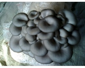 供優(yōu)質(zhì)菌種，菌棒