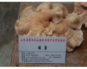 榆耳價格，榆耳批發(fā)零售，山東永騰榆耳基地
