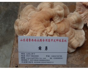 食用菌榆耳批發(fā)價格，請咨詢山東永騰榆耳基地