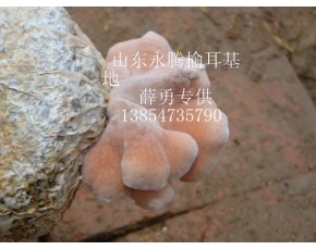 榆耳批發(fā)，榆耳零售，食用菌榆耳價格，榆耳薛勇
