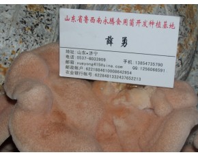 【單片榆耳批發(fā)】食用菌榆耳價格永騰榆耳基地