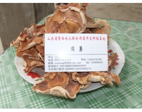 食用菌干品榆耳供應，珍惜食用菌種極品單片榆耳