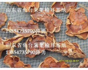榆耳批發(fā)，榆耳零售，榆耳網(wǎng)購(gòu)，榆耳榆耳榆耳干貨
