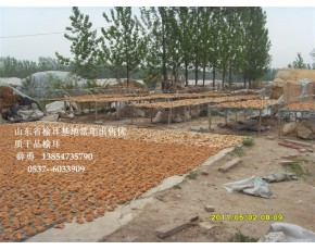 永騰榆耳，食用菌單片榆耳，榆耳干鮮品銷售