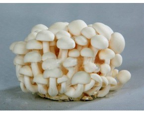 供應(yīng)最好的白玉菇