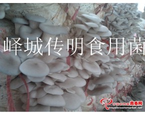 供應(yīng)高溫平菇，姬菇，秀珍菇出菇菌棒