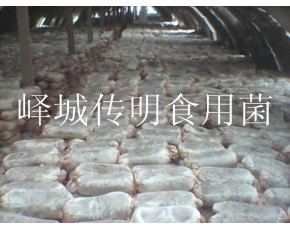 供應(yīng)高溫平菇，秀珍菇，姬菇菌種菌棒