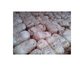 全年供應(yīng)四季平菇，秀珍菇出菇菌棒