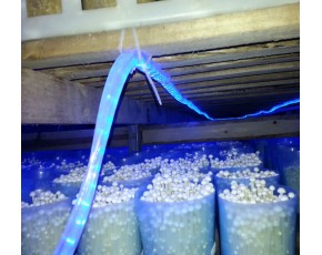 果蔬led專(zhuān)用燈