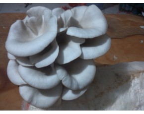 供應(yīng)廣溫，早秋平菇出菇菌棒