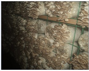 供應(yīng)杏鮑菇，高溫秀珍菇原種，栽培種，指導(dǎo)防空洞