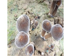 金鄉(xiāng)縣 黑皮雞縱菌，雞樅 菌中之王