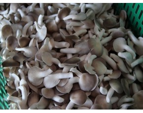 秀珍菇、金針菇菌種