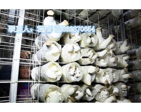 廠家供應出菇網(wǎng)格、蘑菇網(wǎng)片、食用菌網(wǎng)格