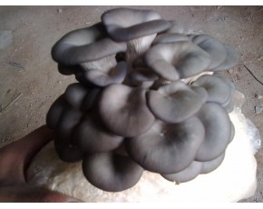菌棒、菌種