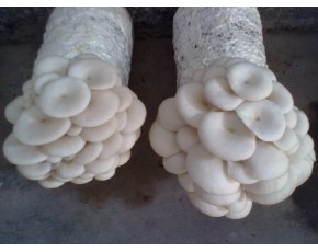高溫平菇菌種、菌棒