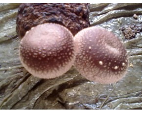 香菇菌種、菌棒