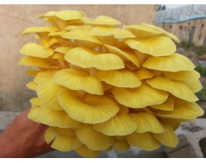 榆黃菇菌種、菌棒