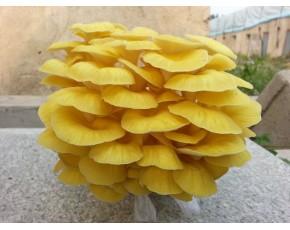 榆黃菇原種、菌種、菌棒