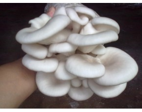 廣溫白平菌種、菌棒、原種