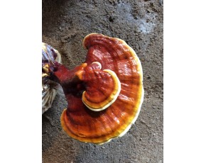 靈芝菌種、菌棒、原種