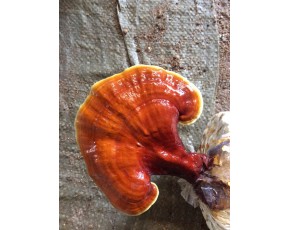 靈芝菌種、菌棒、原種