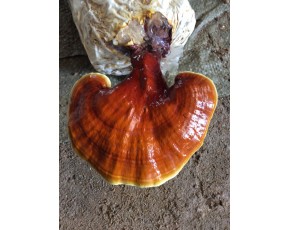 靈芝菌種、菌棒、原種