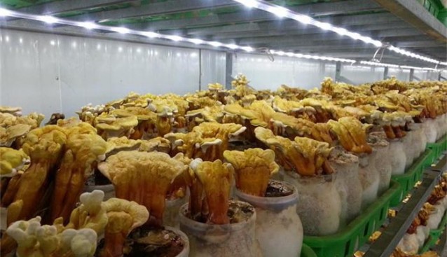 參觀河南世紀(jì)香食用菌工廠化生產(chǎn)基地
