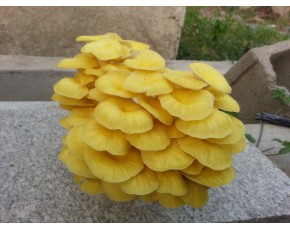 榆黃菇菌種、菌棒、原種