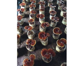 香菇菌種、菌棒、原種