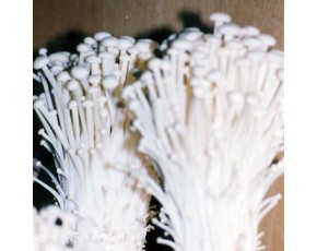金針菇菌種，菌棒，原種