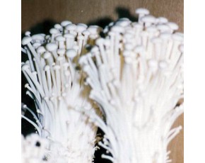金針菇菌種、菌棒、原種