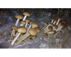 銷售茶樹(shù)菇