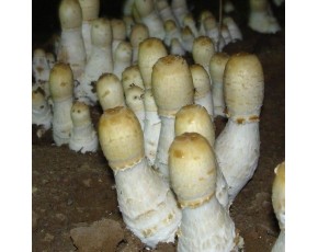 金針菇菌種、菌棒、原種