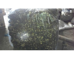 廣昌茶樹(shù)菇5號(hào)，廣昌茶樹(shù)菇3號(hào)