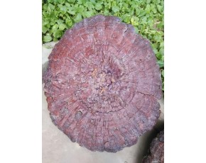 大靈芝、特大紅靈芝 