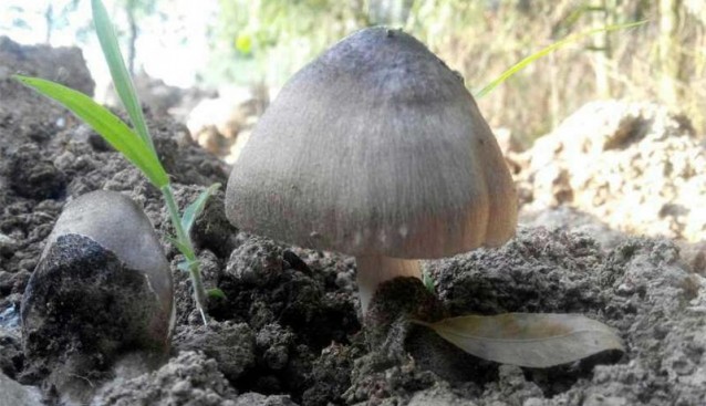 江蘇銅山樹林深處發(fā)現(xiàn)野生草菇