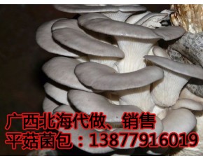 蘑菇平菇菌包代做，銷售