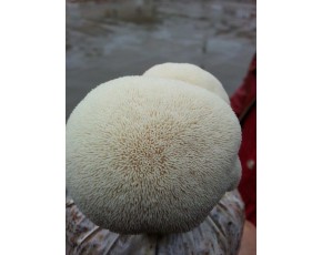 猴頭菇菌種、菌棒、原種、母種