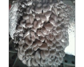 低價大量促銷新鮮優(yōu)質秀珍菇美味煲湯專用健康綠色