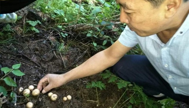 山西：沐野1號高山林地野生化栽培獲得成功