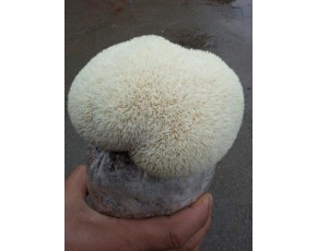猴頭菇菌種、菌棒、原種、母種
