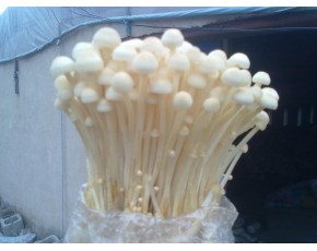 金針菇菌種、菌棒、原種、母種