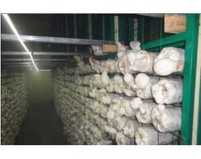 【匯亞】廠家供應(yīng)食用菌包網(wǎng)架浸塑網(wǎng)格