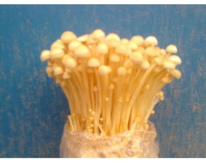 金針菇菌種、菌棒、原種、母種、菌包