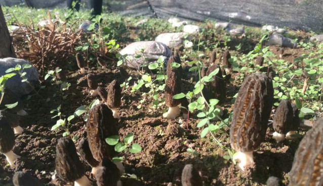 云南:保興羊肚菌基地現(xiàn)已大量出菇