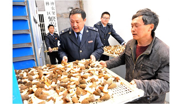 湖北：神農(nóng)架發(fā)展羊肚菌扶貧產(chǎn)業(yè) 年收入有望達360萬元
