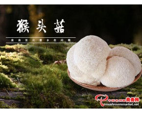 產(chǎn)地直供中國(guó)猴頭菇之鄉(xiāng)新鮮猴頭菇