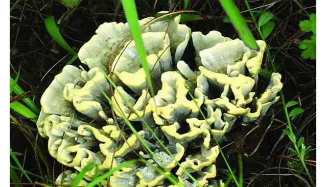 云南十大知名野生菌！你吃過幾種？